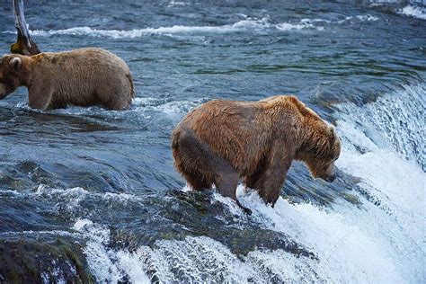 The Grizzly Bear Hunt: Un tableau puissant de la nature sauvage américaine!